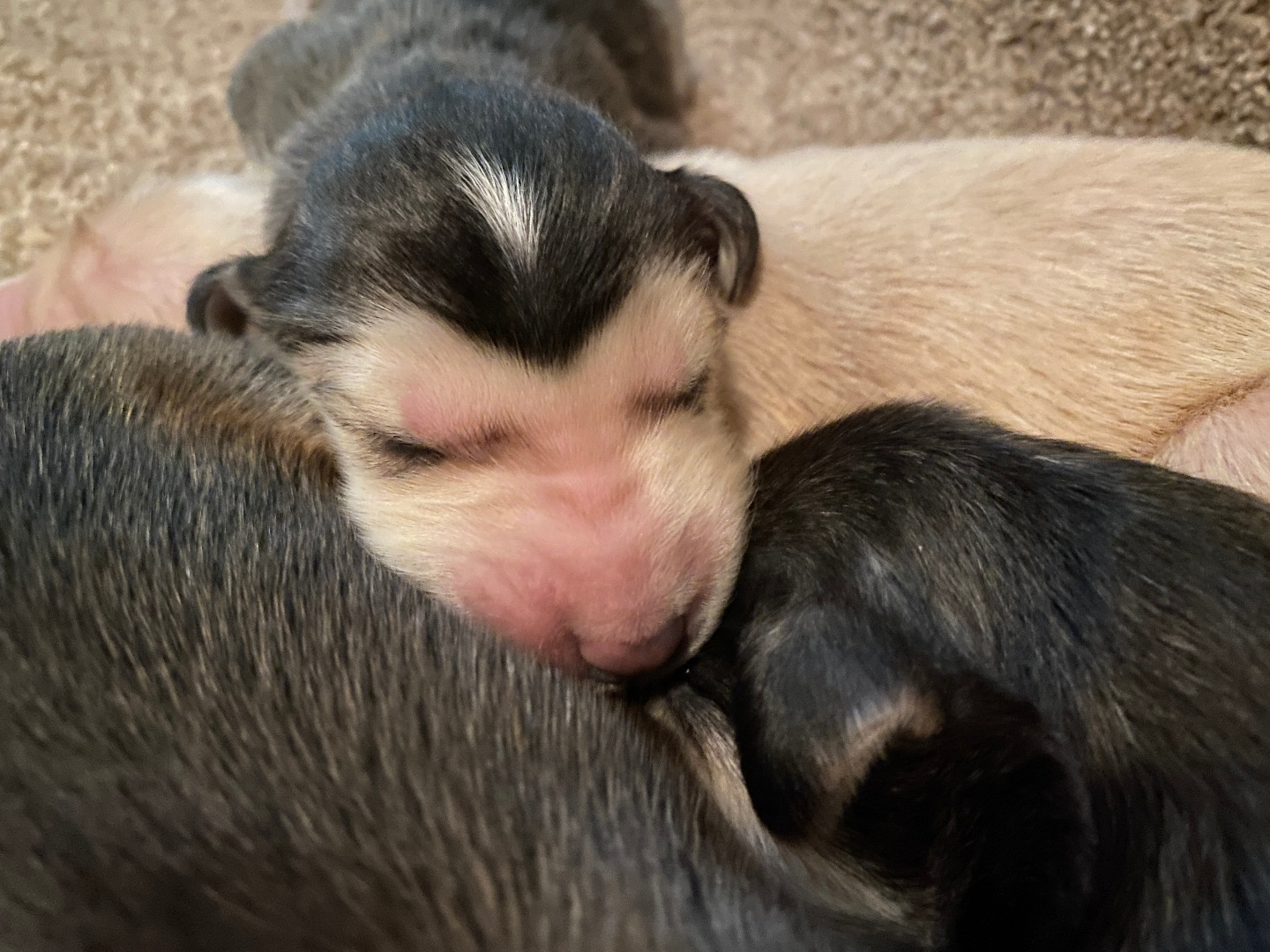 Newborn domino Afghan Hound puppies at rest