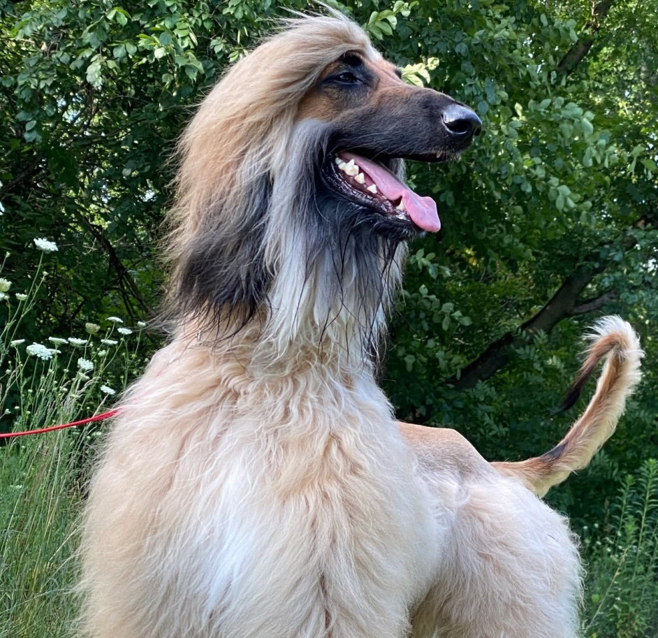 Afghan Hound standing poised