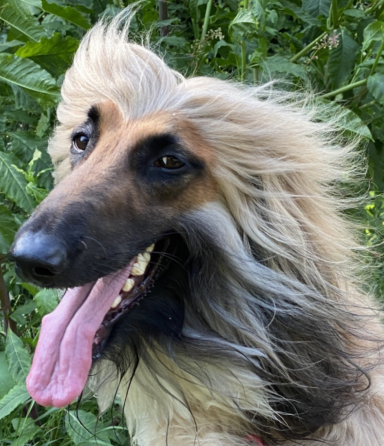 Afghan Hound head study