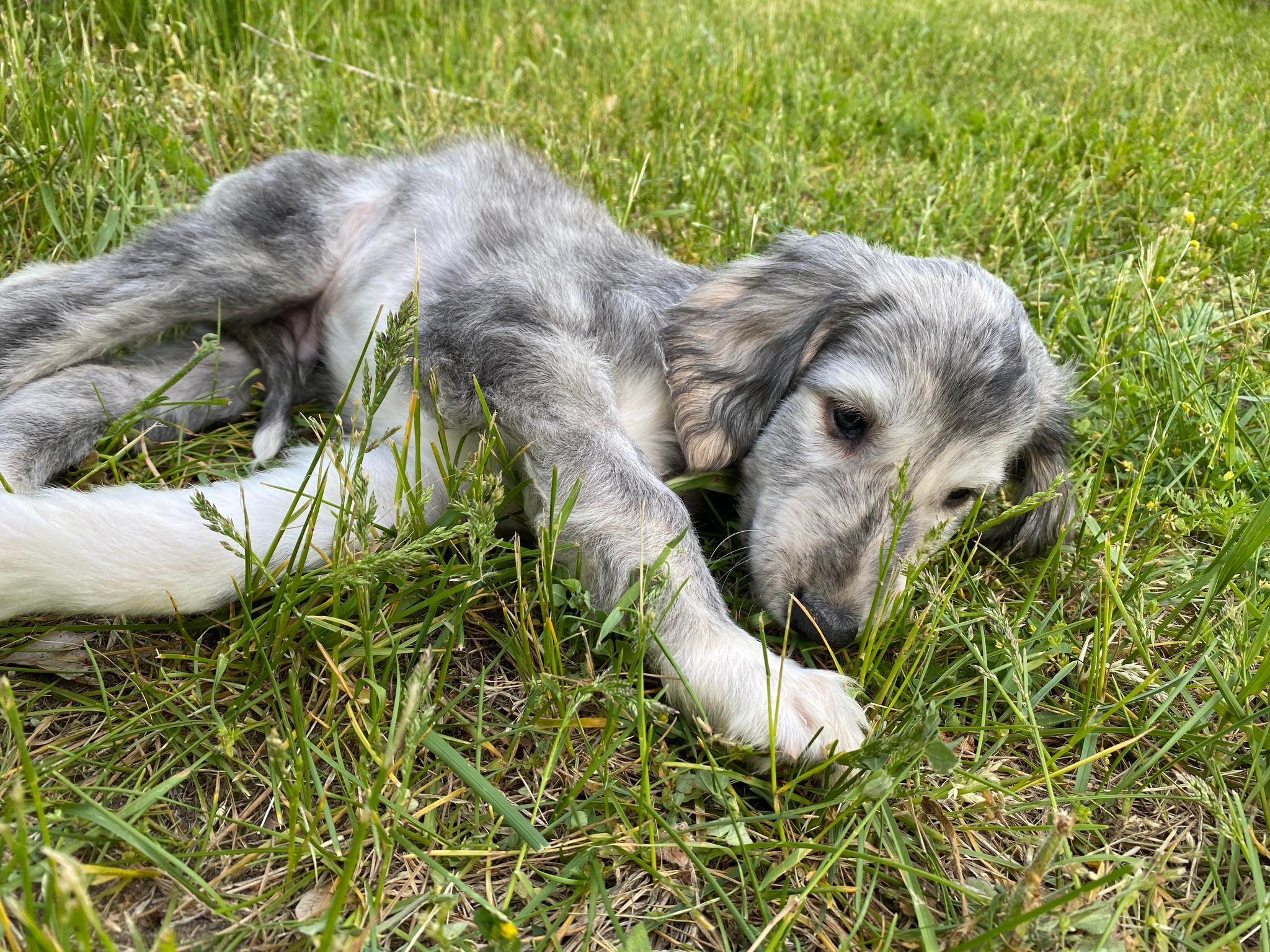 Six-week-old Afghan Hound puppy exploring grassy yard