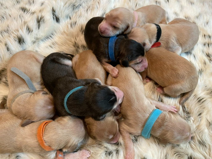 Afghan Hound puppies napping together