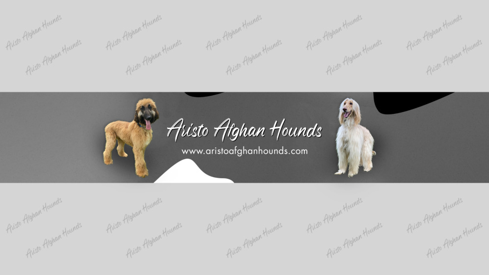 Aristo Afghan Hounds You Tube Channel