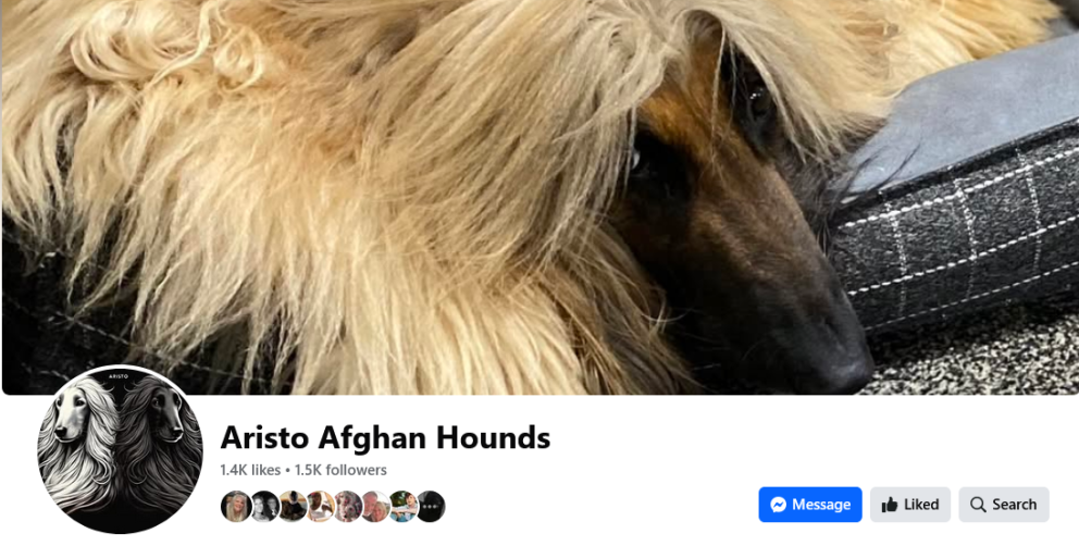 Aristo Afghan Hounds Facebook Page