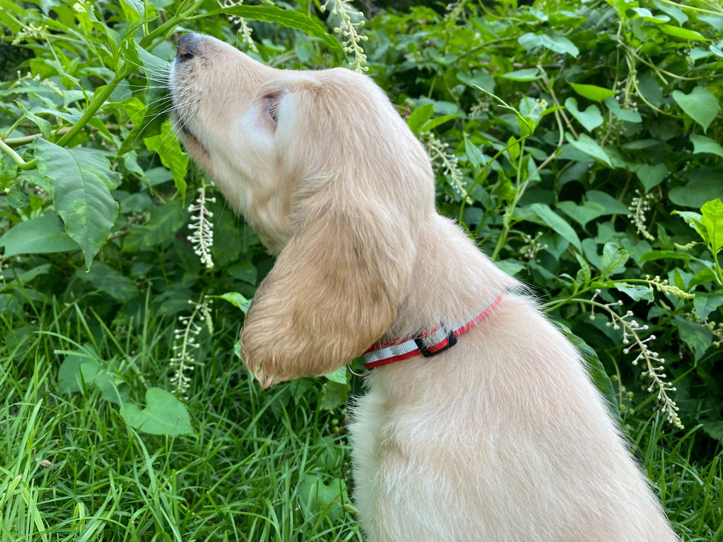 Curious Afghan Hound puppy exploring the vines